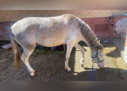 Hannoveriano Mestizo, Caballo castrado, 3 años, 148 cm, Cremello