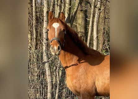 Hannoveriano, Caballo castrado, 3 años, 160 cm, Alazán