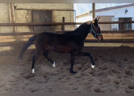 Hannoveriano, Caballo castrado, 3 años, 160 cm, Castaño