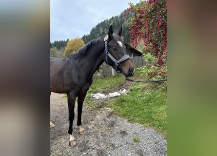 Hannoveriano, Caballo castrado, 3 años, 160 cm, Castaño oscuro