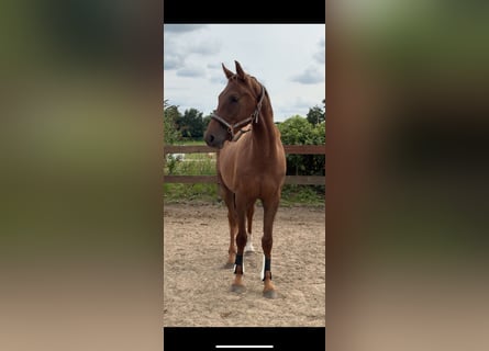 Hannoveriano, Caballo castrado, 3 años, 161 cm, Alazán