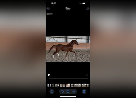 Hannoveriano, Caballo castrado, 3 años, 162 cm, Alazán-tostado