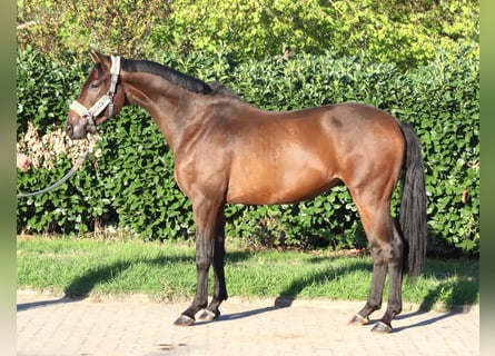 Hannoveriano, Caballo castrado, 3 años, 162 cm, Castaño