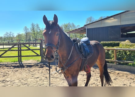 Hannoveriano, Caballo castrado, 3 años, 162 cm, Castaño