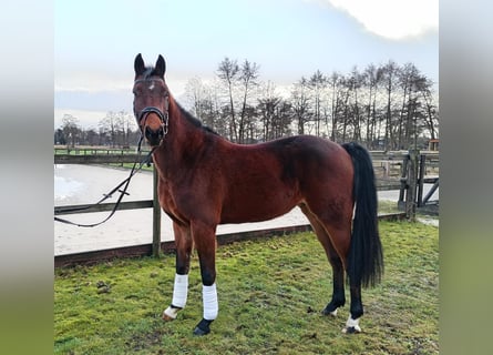 Hannoveriano, Caballo castrado, 3 años, 162 cm, Castaño