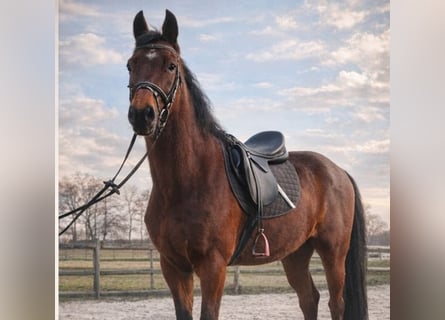 Hannoveriano, Caballo castrado, 3 años, 162 cm, Castaño