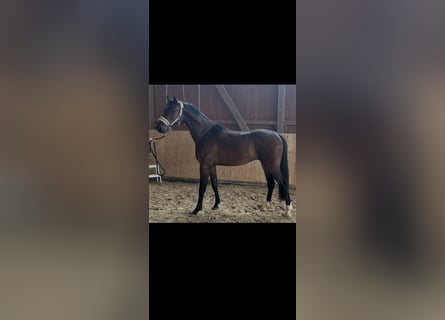 Hannoveriano, Caballo castrado, 3 años, 162 cm, Castaño oscuro