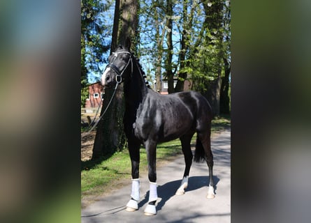 Hannoveriano, Caballo castrado, 3 años, 162 cm, Negro