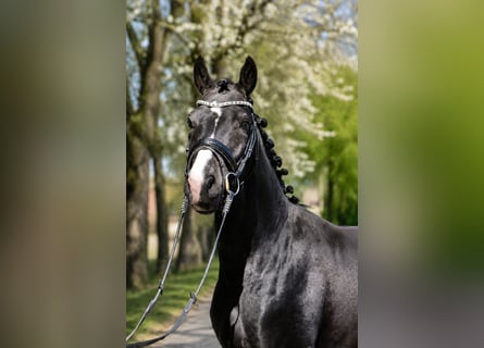 Hannoveriano, Caballo castrado, 3 años, 162 cm, Negro