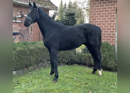 Hannoveriano, Caballo castrado, 3 años, 163 cm, Negro