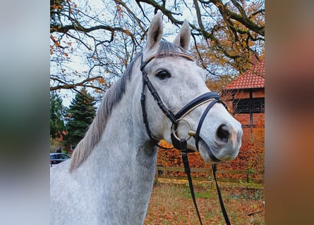 Hannoveriano, Caballo castrado, 3 años, 163 cm, Tordo