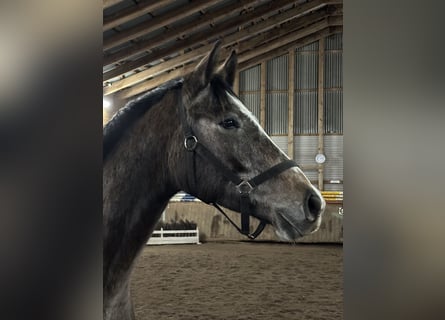 Hannoveriano, Caballo castrado, 3 años, 163 cm, Tordo