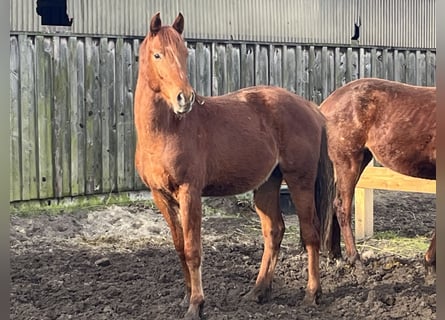 Hannoveriano, Caballo castrado, 3 años, 164 cm, Alazán