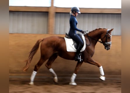 Hannoveriano, Caballo castrado, 3 años, 165 cm, Alazán