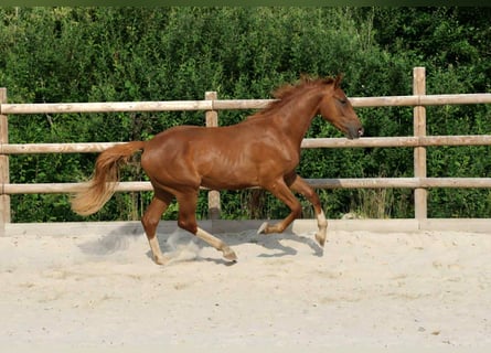 Hannoveriano, Caballo castrado, 3 años, 165 cm, Alazán