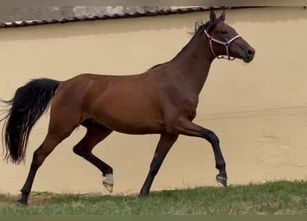 Hannoveriano, Caballo castrado, 3 años, 165 cm, Castaño
