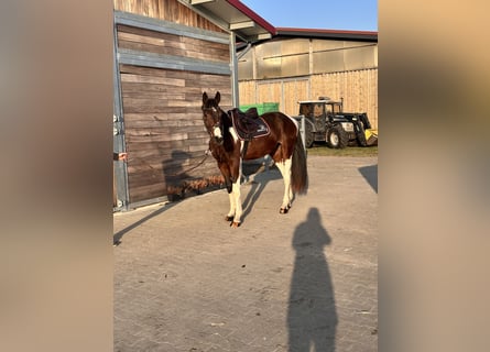 Hannoveriano, Caballo castrado, 3 años, 165 cm, Pío