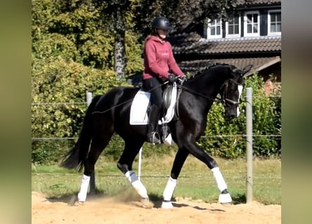Hannoveriano, Caballo castrado, 3 años, 166 cm, Negro