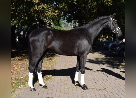 Hannoveriano, Caballo castrado, 3 años, 166 cm, Negro