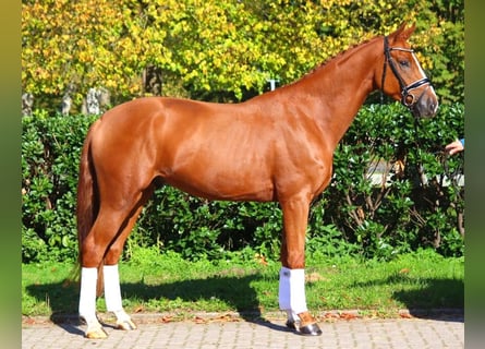 Hannoveriano, Caballo castrado, 3 años, 167 cm, Alazán