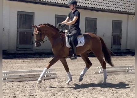 Hannoveriano, Caballo castrado, 3 años, 167 cm, Alazán-tostado