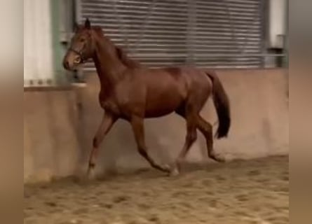 Hannoveriano, Caballo castrado, 3 años, 167 cm, Alazán-tostado