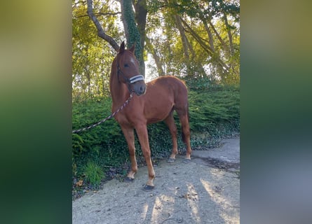 Hannoveriano, Caballo castrado, 3 años, 167 cm, Alazán-tostado