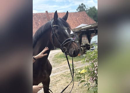 Hannoveriano, Caballo castrado, 3 años, 167 cm, Castaño oscuro