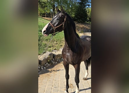 Hannoveriano, Caballo castrado, 3 años, 167 cm, Negro