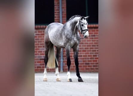 Hannoveriano, Caballo castrado, 3 años, 167 cm, Tordo