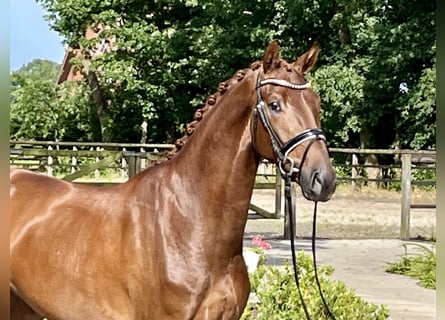 Hannoveriano, Caballo castrado, 3 años, 168 cm, Alazán