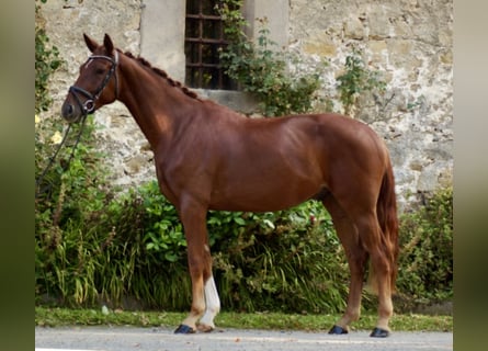 Hannoveriano, Caballo castrado, 3 años, 168 cm, Alazán