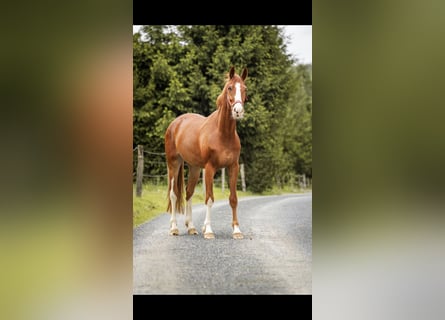 Hannoveriano, Caballo castrado, 3 años, 168 cm, Alazán