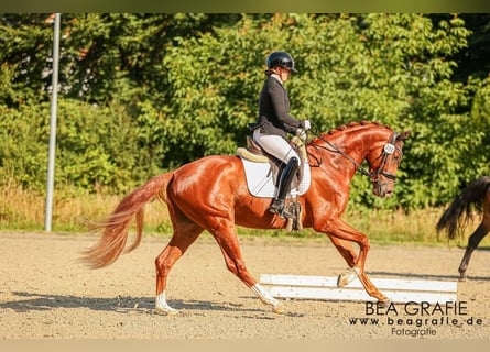 Hannoveriano, Caballo castrado, 3 años, 168 cm, Alazán