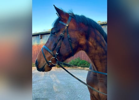 Hannoveriano, Caballo castrado, 3 años, 168 cm, Castaño