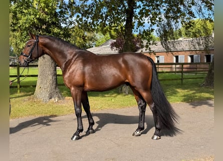Hannoveriano, Caballo castrado, 3 años, 168 cm, Castaño