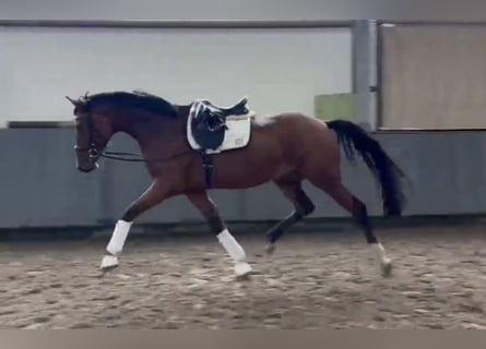 Hannoveriano, Caballo castrado, 3 años, 168 cm, Castaño