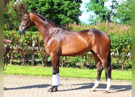 Hannoveriano, Caballo castrado, 3 años, 168 cm, Castaño oscuro