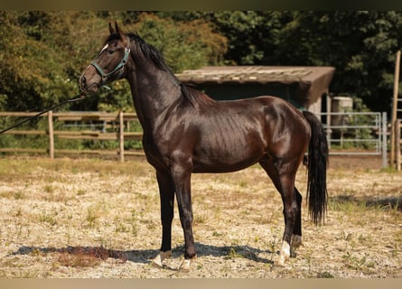 Hannoveriano, Caballo castrado, 3 años, 168 cm, Negro