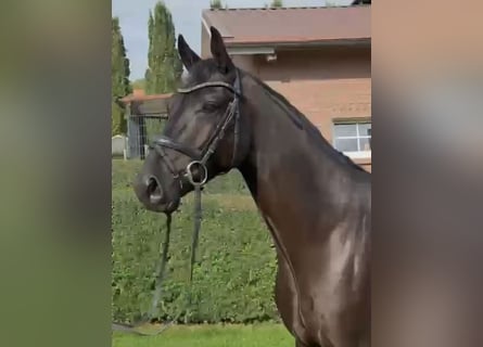 Hannoveriano, Caballo castrado, 3 años, 168 cm, Negro