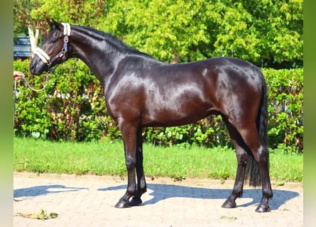 Hannoveriano, Caballo castrado, 3 años, 168 cm, Negro