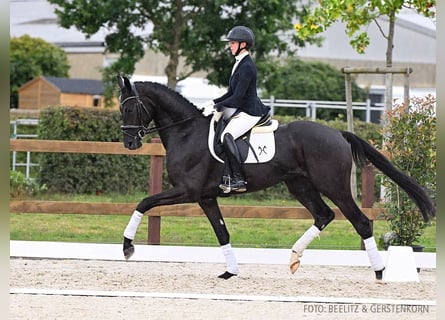 Hannoveriano, Caballo castrado, 3 años, 168 cm, Negro