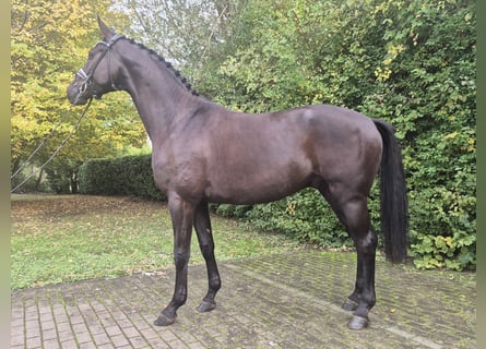 Hannoveriano, Caballo castrado, 3 años, 168 cm, Negro