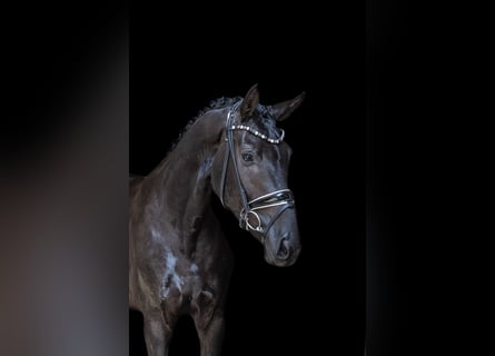 Hannoveriano, Caballo castrado, 3 años, 168 cm, Negro
