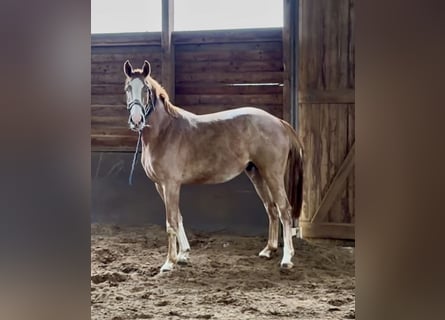 Hannoveriano, Caballo castrado, 3 años, 169 cm, Alazán