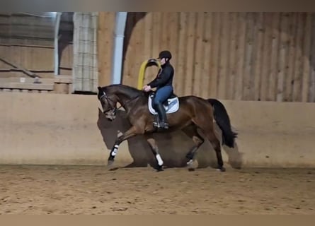 Hannoveriano, Caballo castrado, 3 años, 169 cm, Castaño