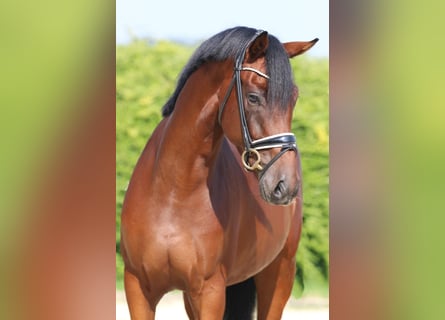 Hannoveriano, Caballo castrado, 3 años, 169 cm, Castaño