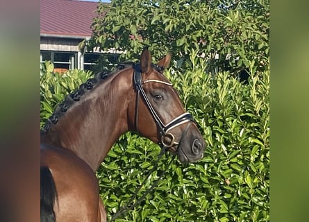 Hannoveriano, Caballo castrado, 3 años, 169 cm, Castaño