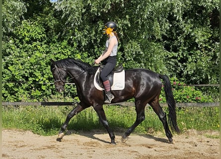 Hannoveriano, Caballo castrado, 3 años, 169 cm, Negro