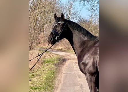 Hannoveriano, Caballo castrado, 3 años, 169 cm, Negro